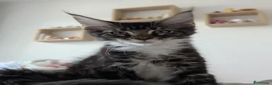 Niko