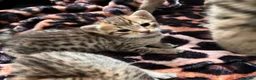 Savannah cats for sale: 5 Gorgeous Spotty Savannah Babies - Advert 5