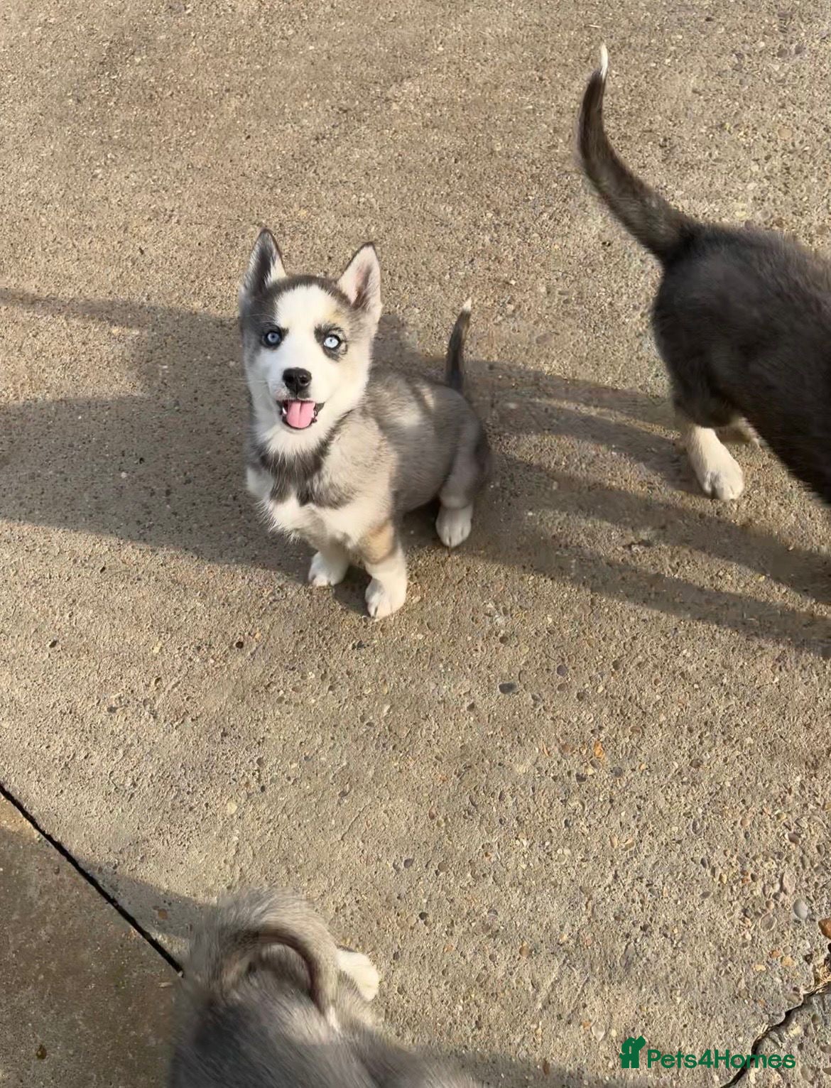 Siberian Husky dogs for sale: Stunning husky puppies  in Boston - Advert 19