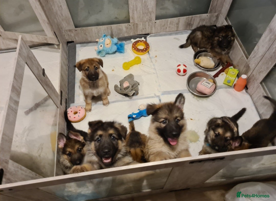 German Shepherd Puppies for sale in West Dunbartonshire Council