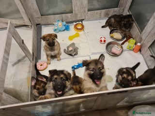 German Shepherd dogs - Advert 15