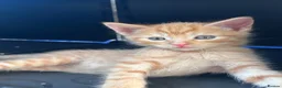 British Shorthair cats for sale: Stunning British short hair kittens - Advert 27