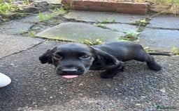 Cocker Spaniel dogs for sale: REDUCED KC Cocker Spaniel Boy £700 - Image 5