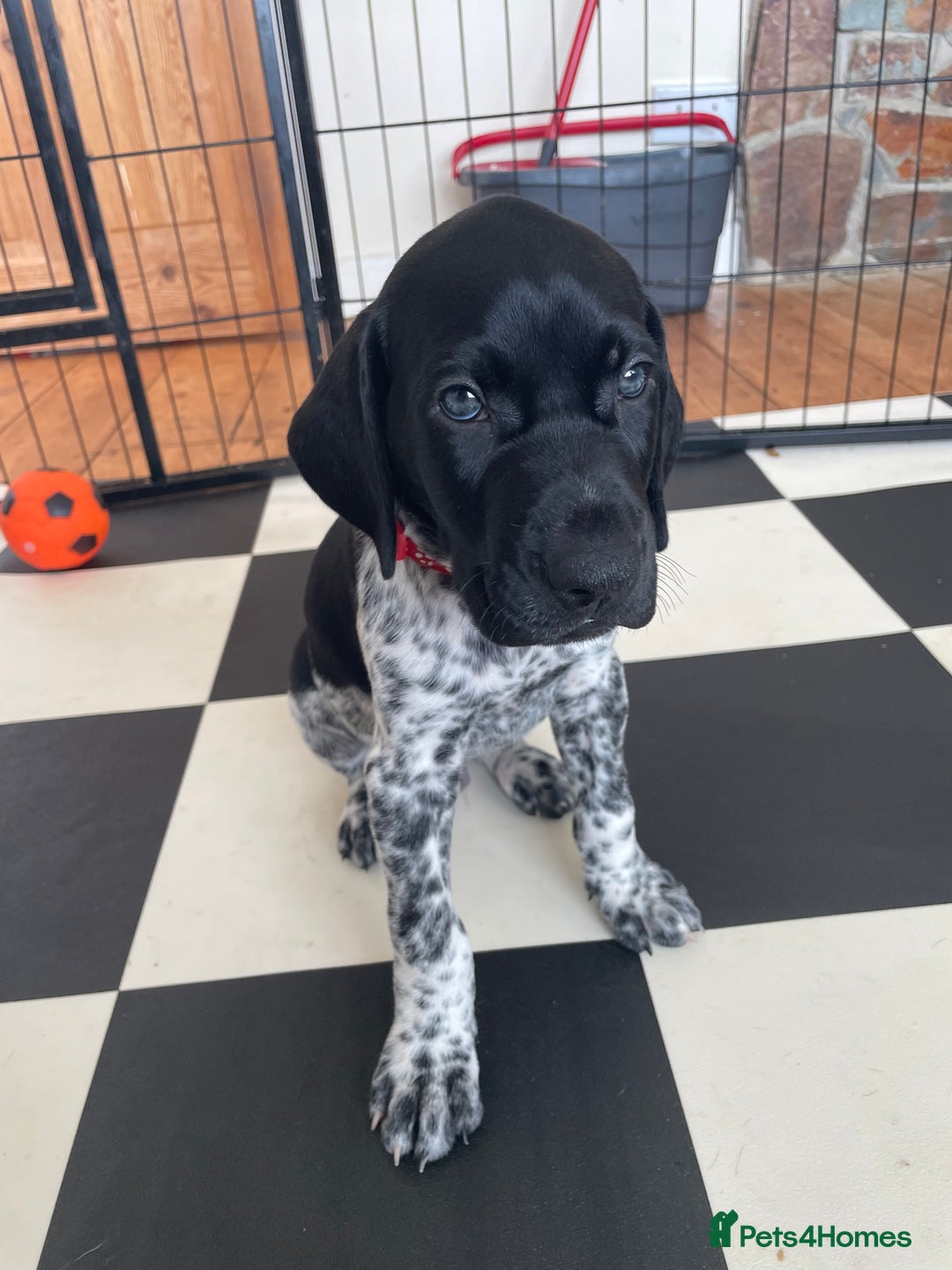 German Shorthaired Pointer dogs for sale: German Shorthaired Pointer Puppies - Image 3
