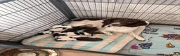 Sprocker dogs for sale: F1 sprocker puppies  in Bargoed - Advert 1