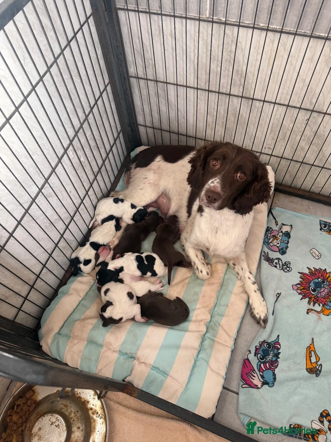 Sprocker dogs for sale: F1 sprocker puppies  in Bargoed - Advert 1