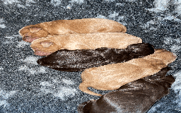 Cockapoo dogs for sale: Fluffy Thick coated F1 Cockapoos/DNA Health tested - Image 15