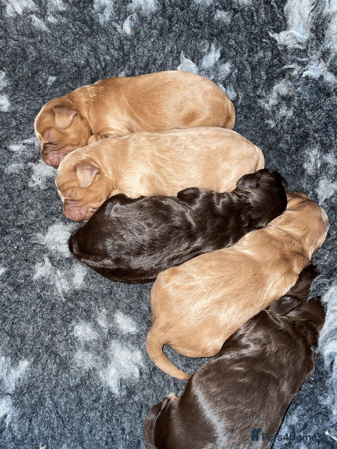 Cockapoo dogs for sale: Fluffy Thick coated F1 Cockapoos/DNA Health tested - Image 15