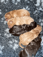 Cockapoo dogs - Advert 9