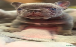French Bulldog dogs for sale: Chunky French bulldog puppies  - Image 20
