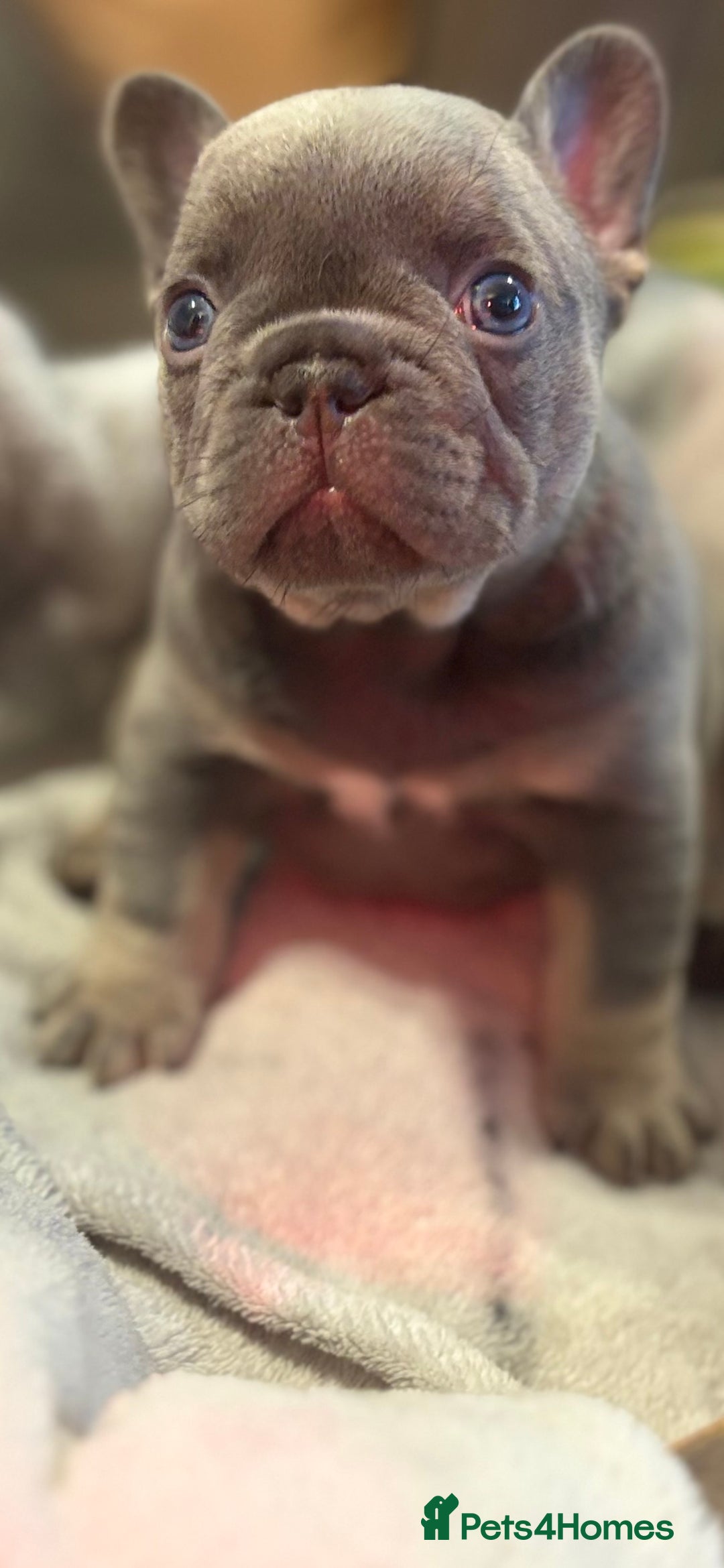 French Bulldog dogs for sale: Chunky French bulldog puppies  - Image 20