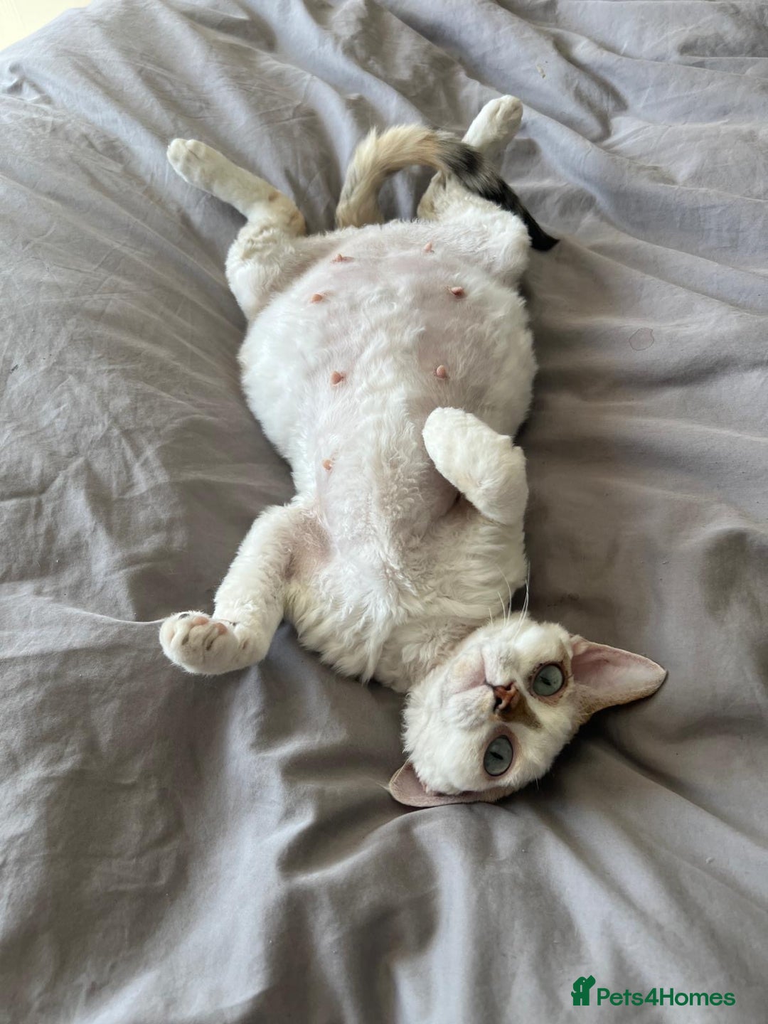 Devon Rex cats for sale: Beautiful GCCF registered girls  - Image 9