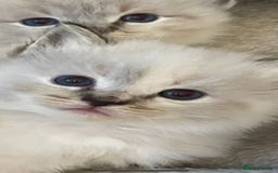 Ragdoll cats for sale: Lnyx male Ragdoll’s ready soon  - Advert 24