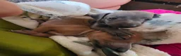 Italian Greyhound dogs for sale: 6 Beautiful Italian Greyhound Puppies  - Advert 2