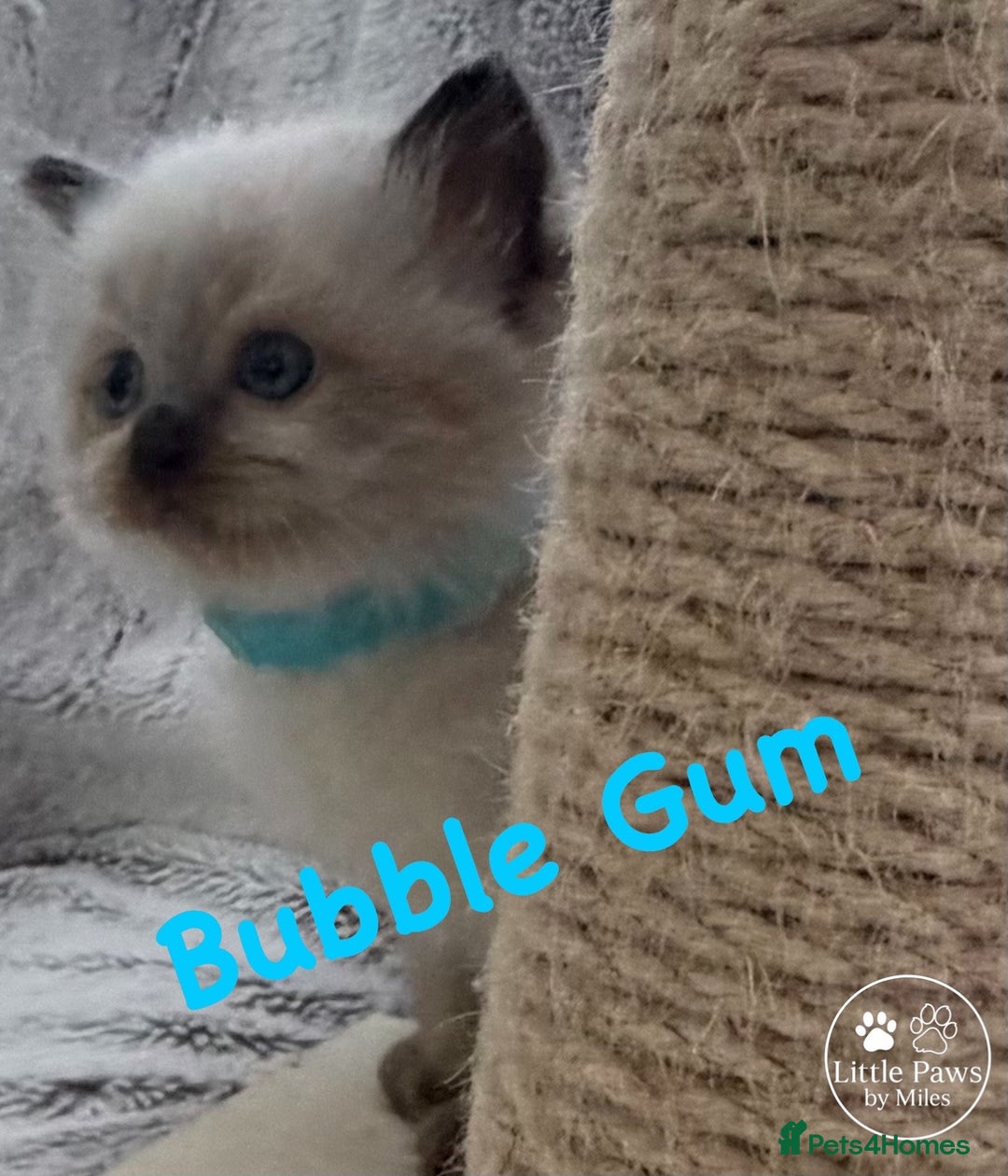 Ragdoll cats for sale: GCCF Exceptional Pedigree Ragdolls 🌸 - Advert 3