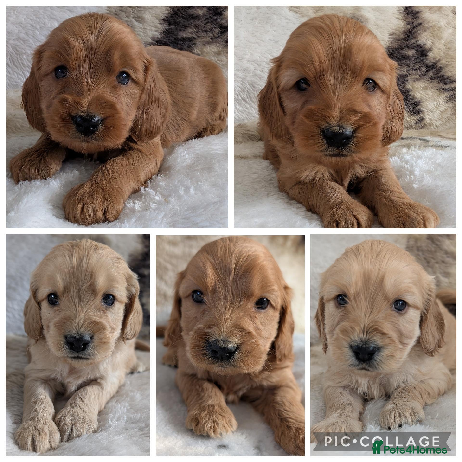 Cockapoo dogs Quality, DNA Health Clear F1 Cockapoo puppies - Advert 2