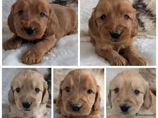 Cockapoo dogs Quality, DNA Health Clear F1 Cockapoo puppies - Advert 2