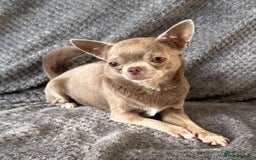 Chihuahua dogs for sale: Kc spayed female chihuahua.  in South Shields - Image 1