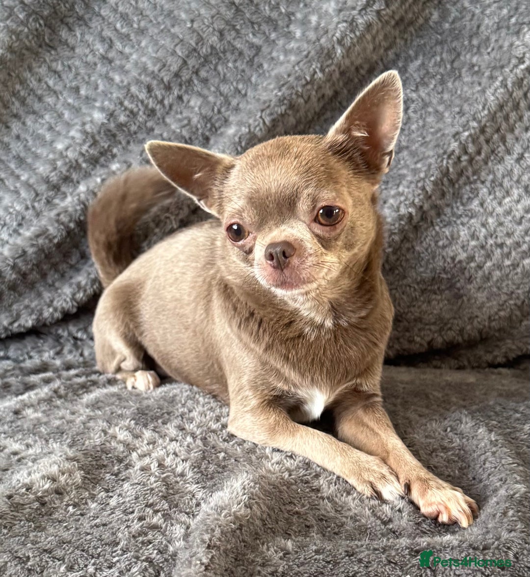 Chihuahua dogs for sale: Kc spayed female chihuahua.  in South Shields - Image 1