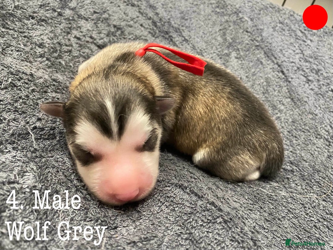 Mixed Breed dogs for sale: Malamute x Alaskan Shepherd Litter - Image 6