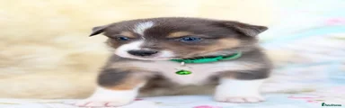 Bernese Mountain Dog 6