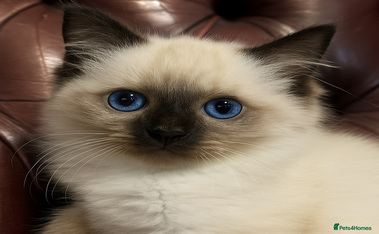 Ragdoll cats in Loughborough - Advert 2