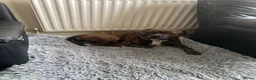 Mixed Breed dogs for sale: Staffordshire bull terrier cross  - Advert 3