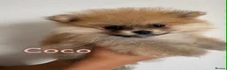 Pomeranian dogs for sale: Beautiful champion-line Pomeranian puppies 🩷🐶💙 - Advert 6