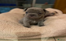French Bulldog dogs for sale: Blue and Blue Fawn French Bulldog pups - Advert 2