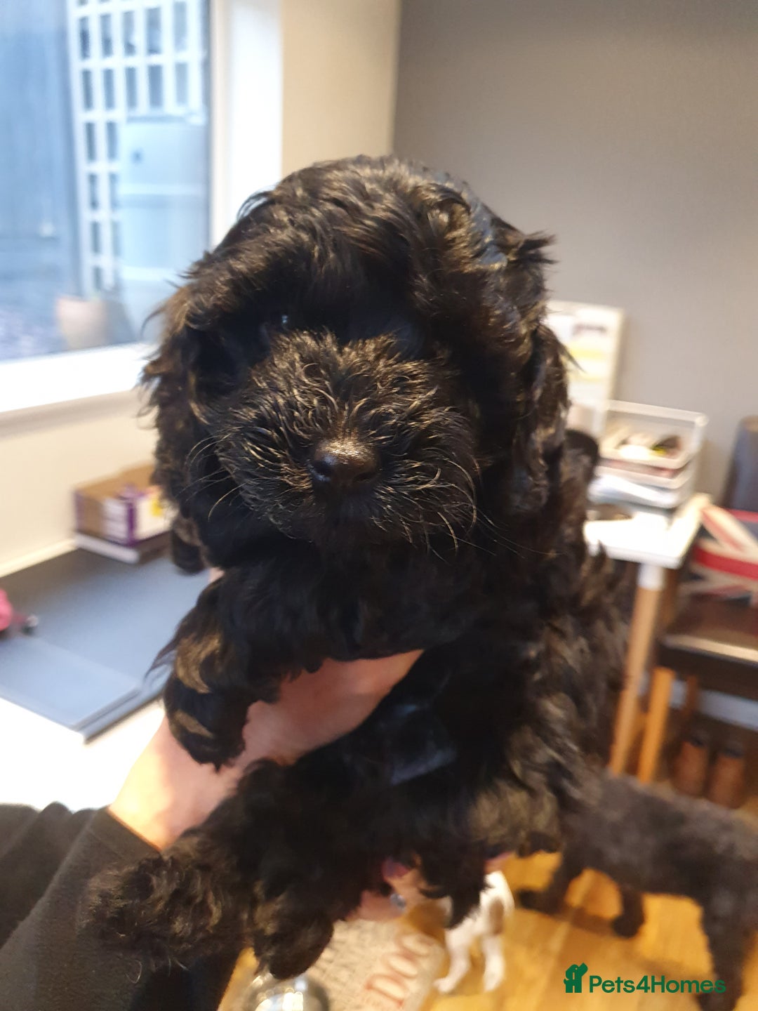 Cockapoo dogs for sale: Affectionate Little Boy - Advert 4