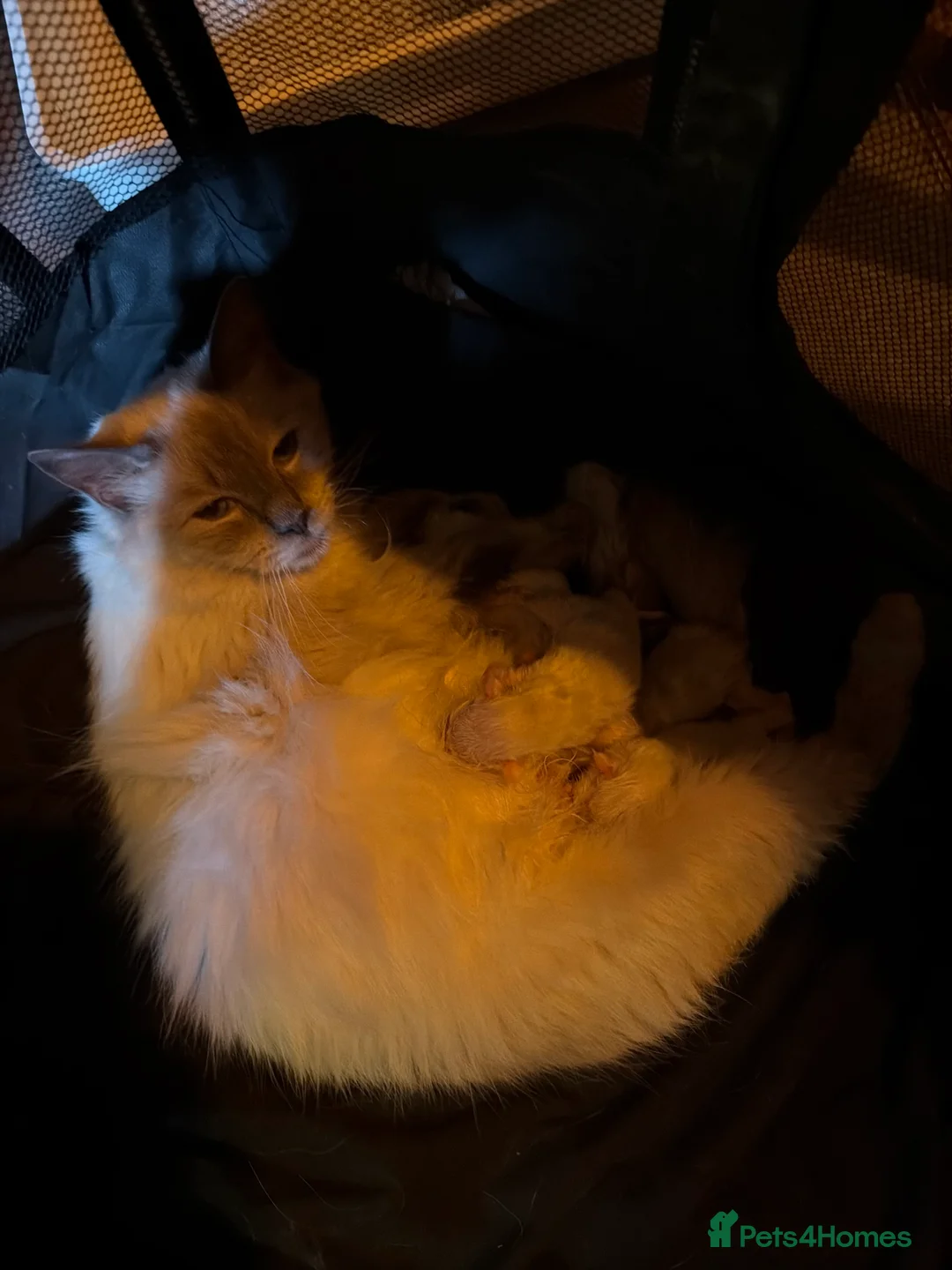 Ragdoll cats for sale: Ragdoll Kittens in Brandon - Advert 2