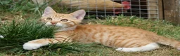Mixed Breed cats for sale: Little darlings looking for loving homes - Advert 12