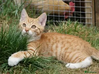 Mixed Breed cats Little darlings looking for loving homes - Advert 1