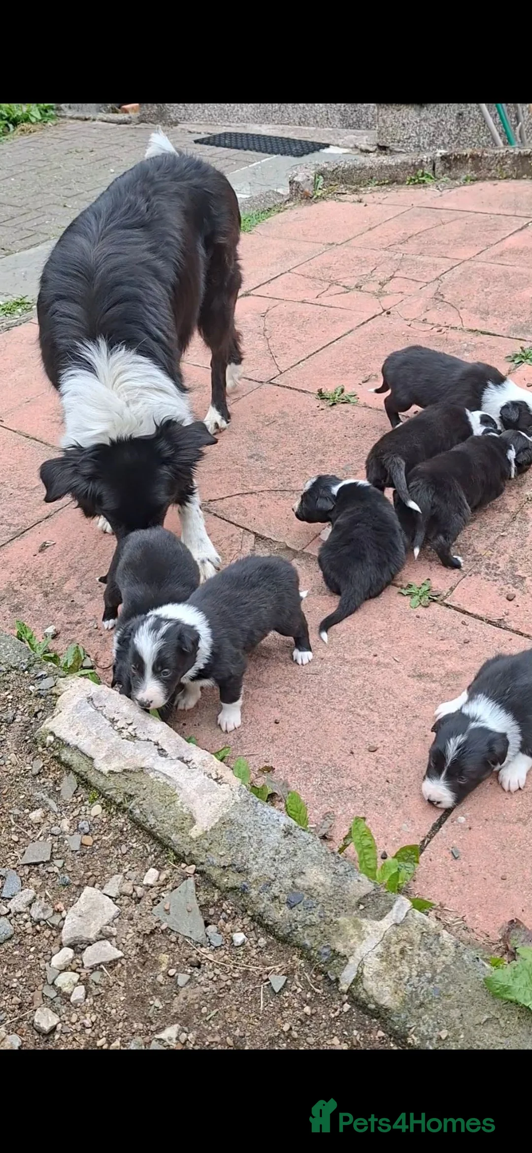 Border Collie dogs for sale: Gorgeous collie pups  - Advert 11