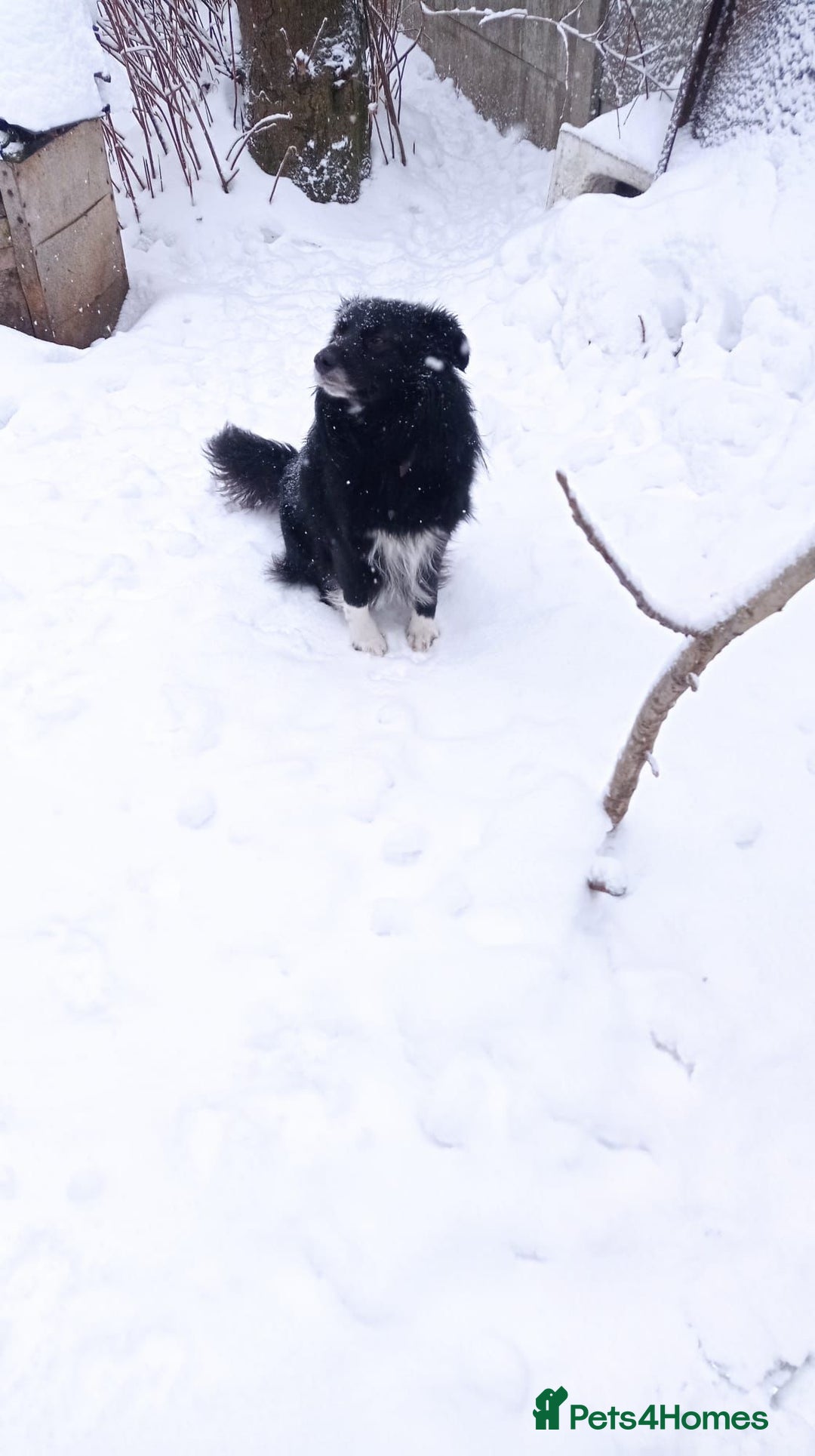 Border Collie dogs for adoption: 🐾 TED – Male Border Collie - Advert 5