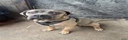 Cane Corso dogs for sale: 2 Cane Corsos (rehomed to same home) - Advert 10