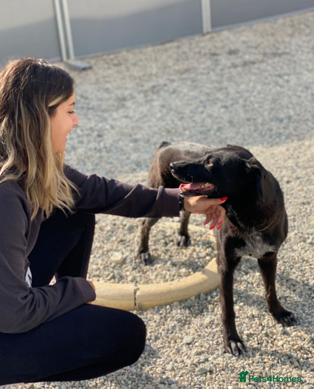 Labrador Retriever dogs for adoption: Cindy - over 2000 days in rescue - Image 2