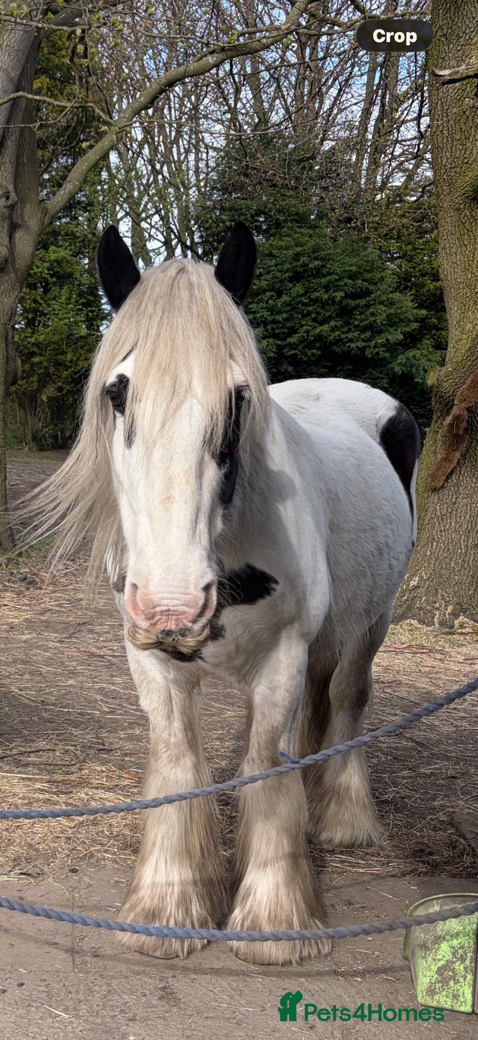 Other Breed horses Suzie- 14”3 Traditional Gypsy Cob Mare  - Advert 2