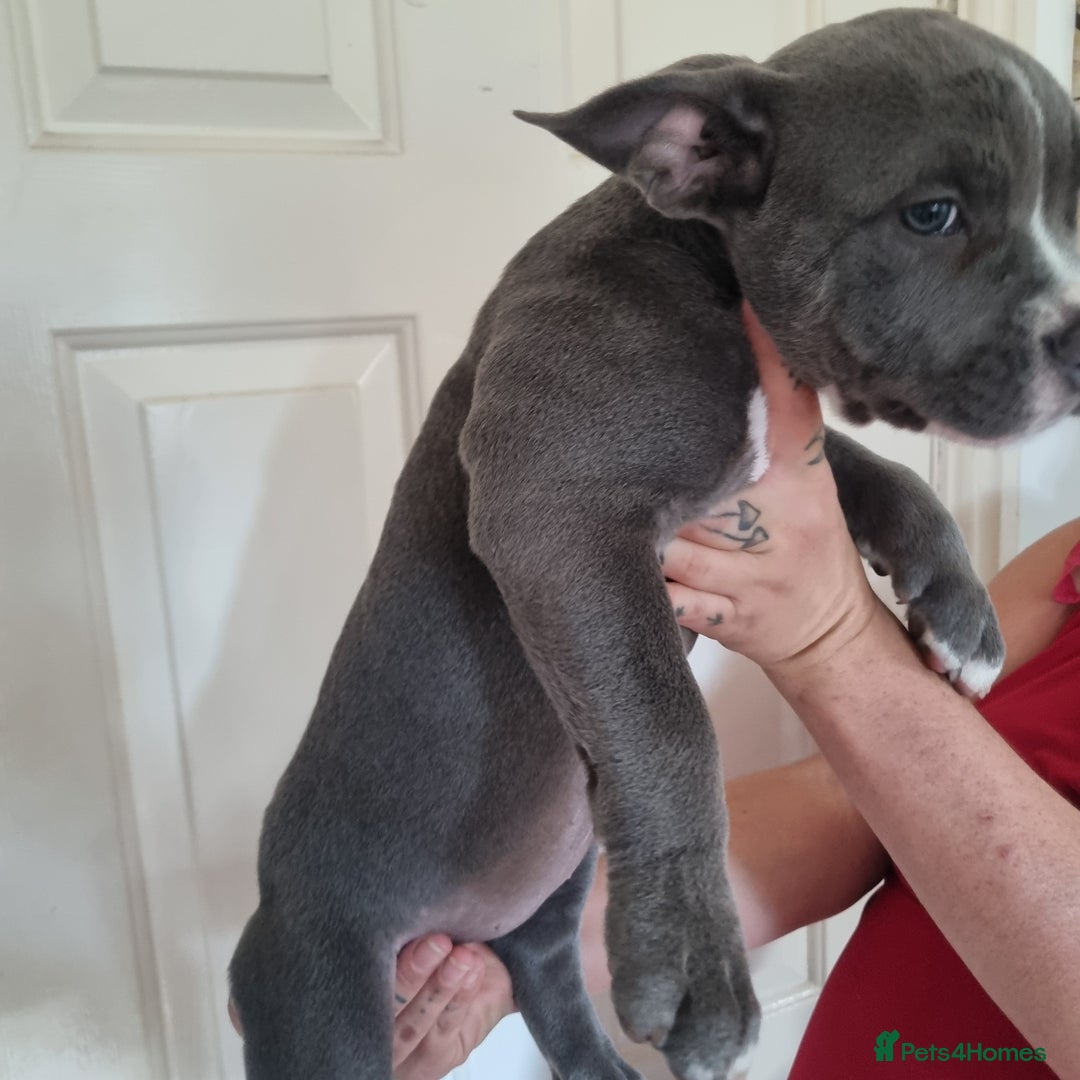American Bully dogs for sale: David  - Image 31