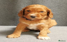 Mixed Breed dogs for sale: FULLY HEALTH TESTED FOX RED MINIATURE COCKAPOOS  - Image 35