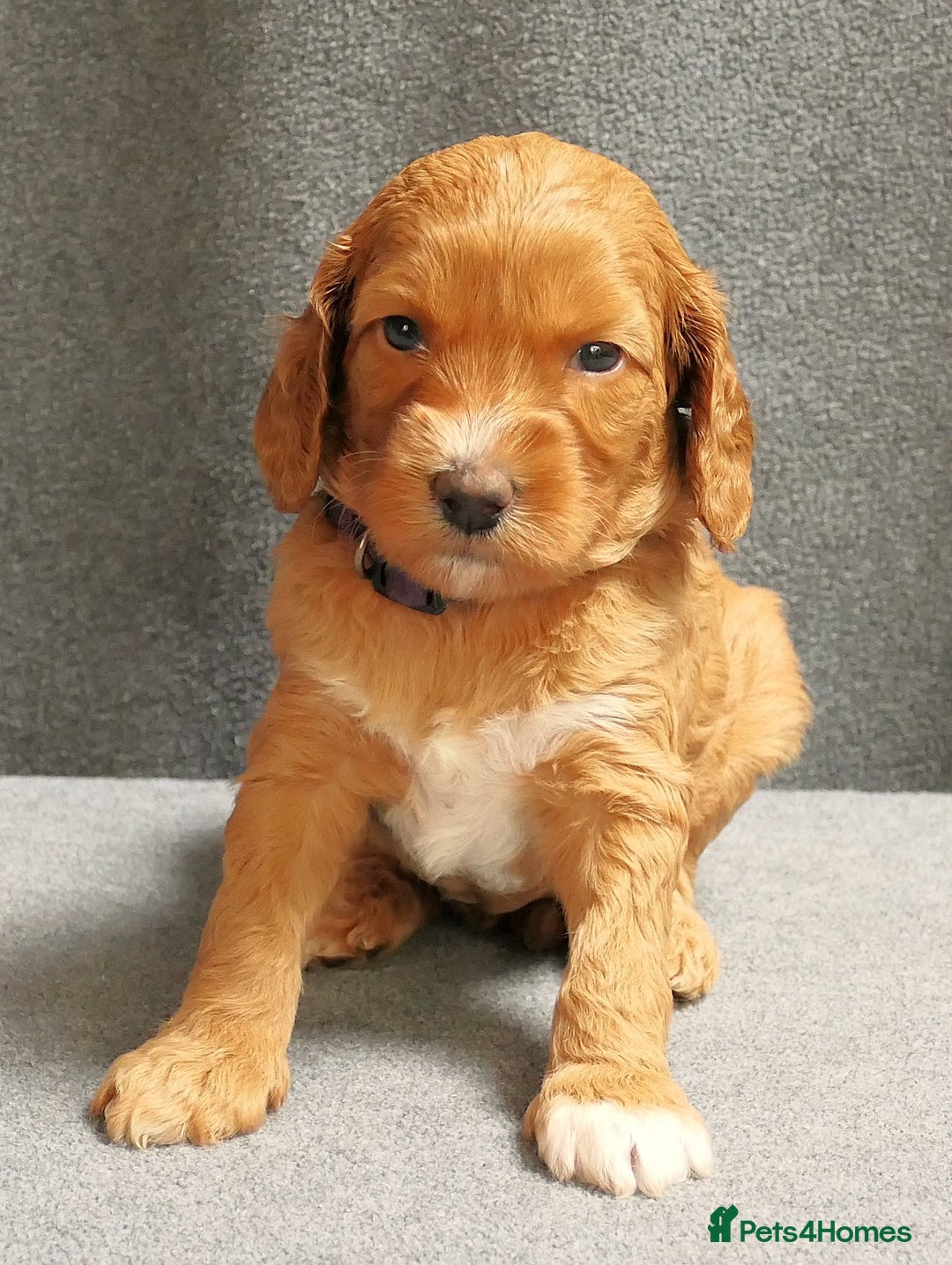 Mixed Breed dogs for sale: FULLY HEALTH TESTED FOX RED MINIATURE COCKAPOOS  - Image 35