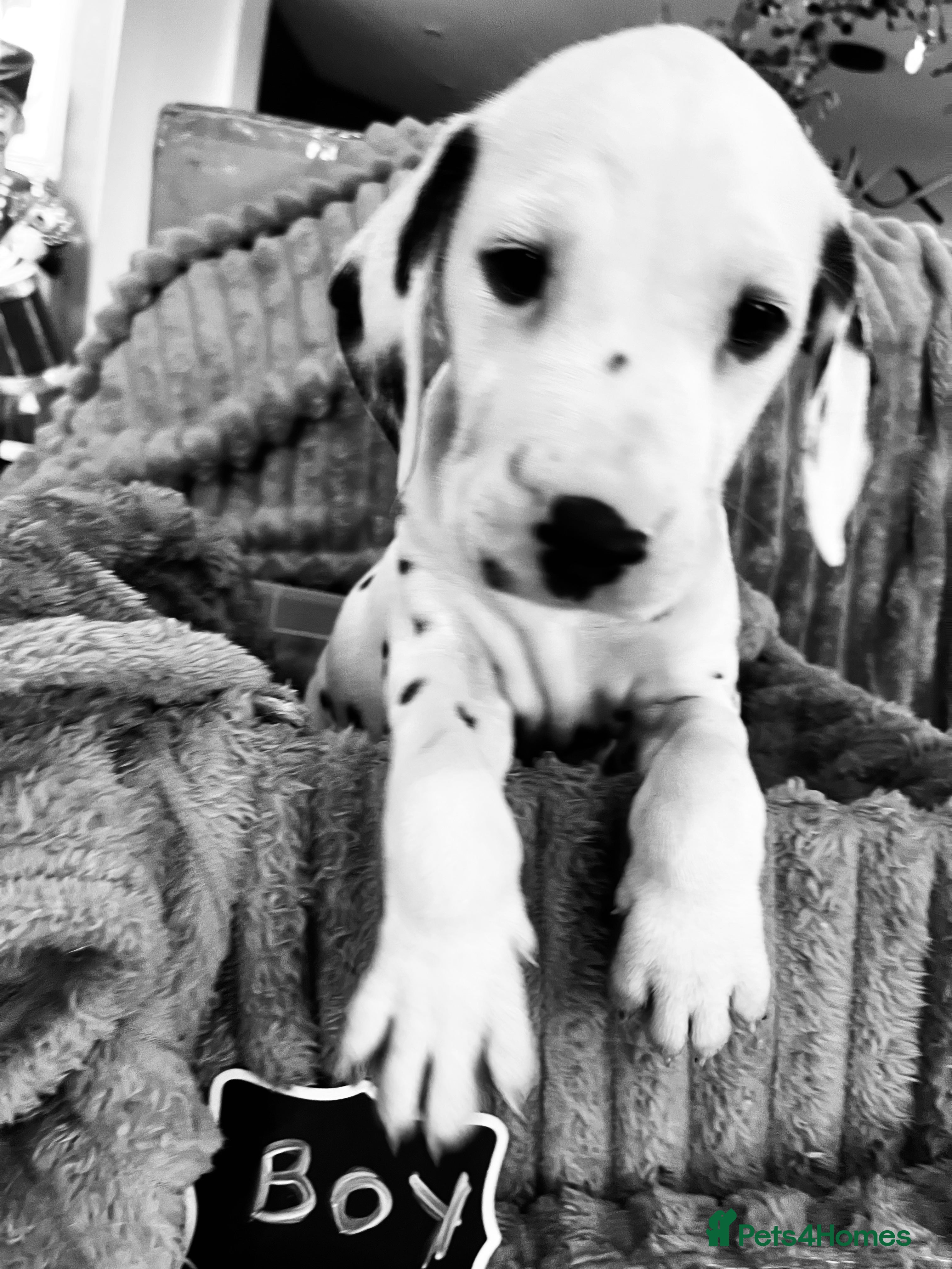 Dalmatian dogs Full hearing health checked puppies by champ sire - Advert 1