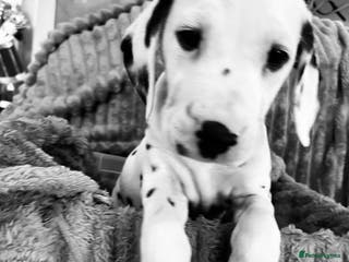 Dalmatian dogs Full hearing health checked puppies by champ sire - Advert 1