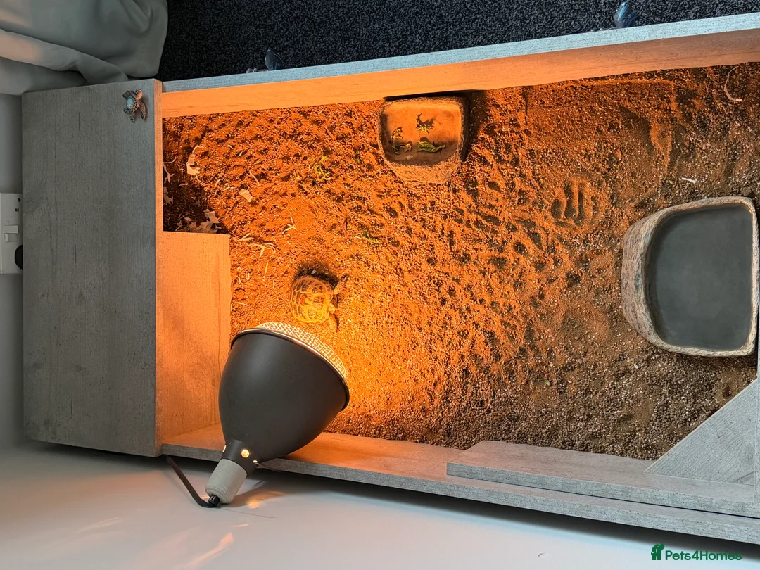 Tortoise reptiles for sale: Horsefeild tortoise  - Advert 5