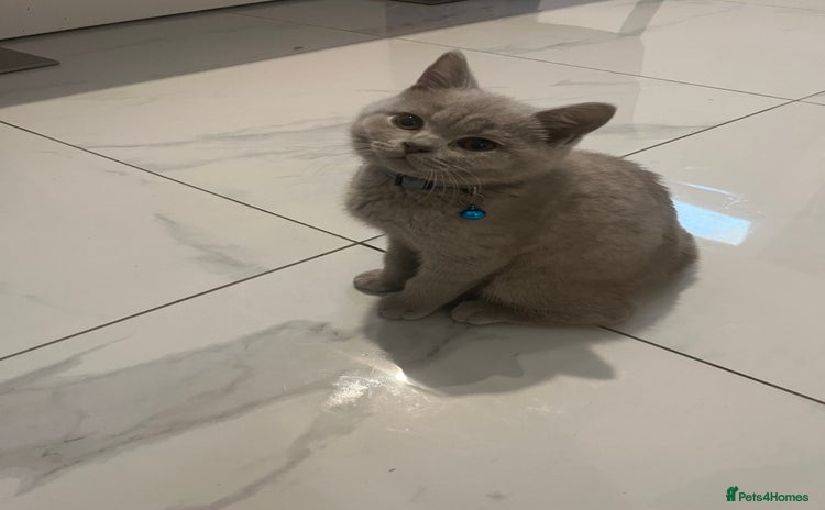 British Shorthair cats - Advert 13