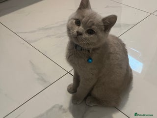 British Shorthair cats - Advert 32