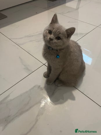 British Shorthair cats - Advert 13