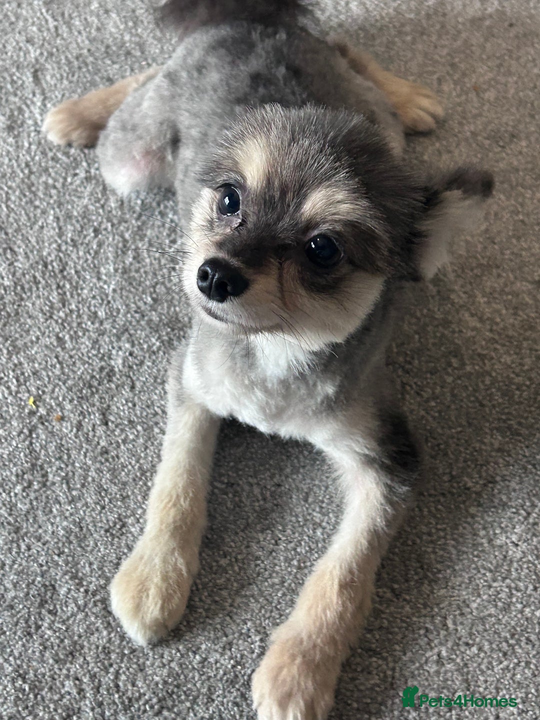 German Spitz dogs for sale: German spitz for sale  - Image 8