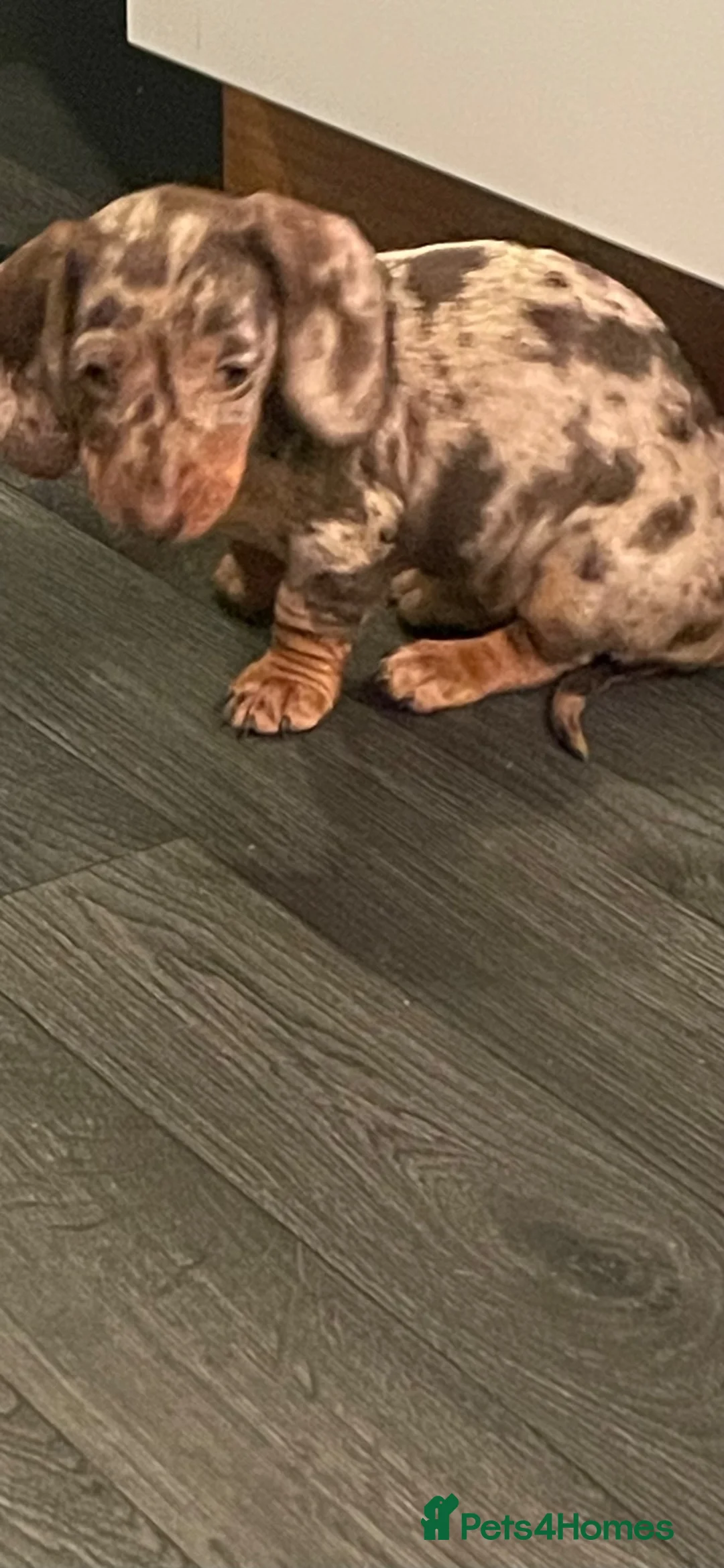 Dachshund dogs for sale: Dachshunds  - Advert 5