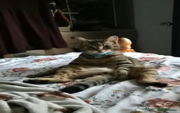 Mixed Breed cats for sale: 2 bengal x tabby cats - Image 1